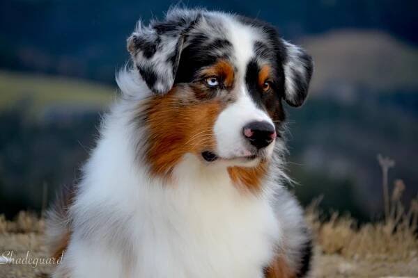 Standard Australian Shepherd - Australian Shepherds of Austria