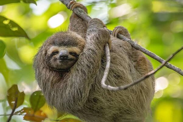 Costa Rica Sloth