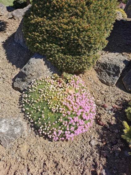 Čtenáři výletují: V Miniarboretum U Holubů vás ohromí nejen čarodějné metly