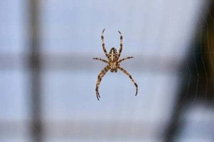Pavoučí křižák. Velký hnědý pavouk křižák — Stock obrázek