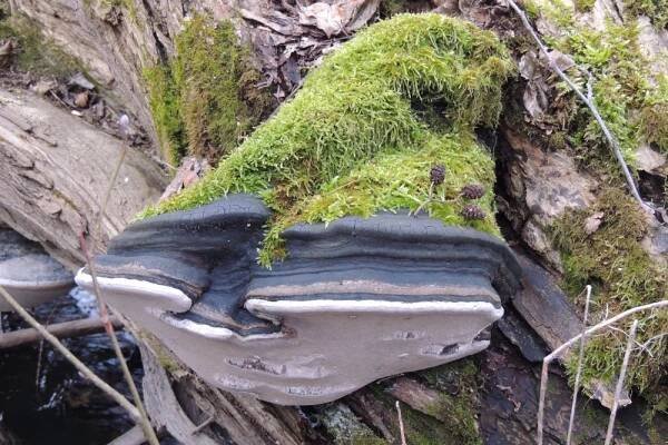 Ohňovec obecný - Phellinus igniarius (L.) Quél. | www.ohoubach.cz