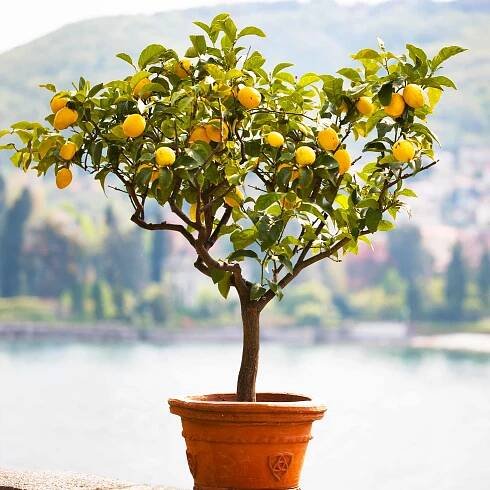 Meyer lemon tree. 