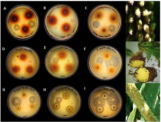Figure 1S. Diffusion agar pictures of: Flower extract against EF. coli (A), S. aureus (B), Ps.  aeruginosa (C); root extracts against E. coli (D), S. aureus (E), Ps aeruginosa (F); anc 