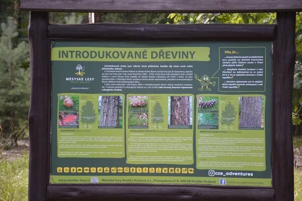 Introdukované dřeviny | Městské lesy Hradec Králové a.s.