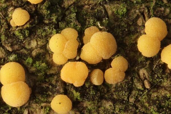 Dermateaceae