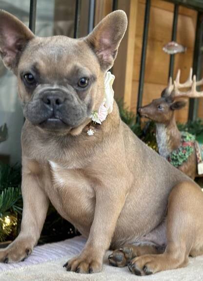 Haven-4039 soft colored lilac fawn Frenchie