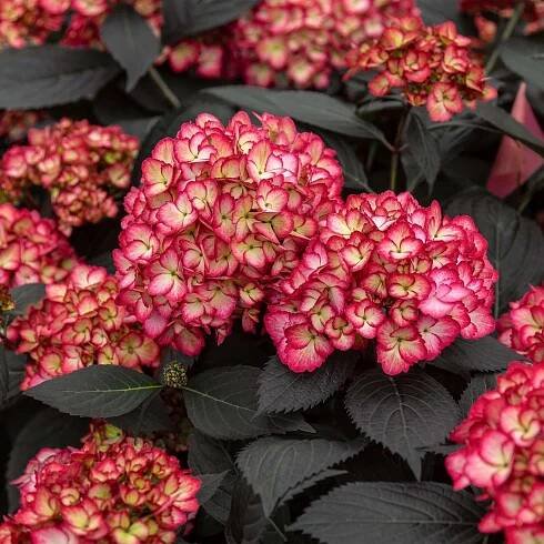 First Editions Eclipse Bigleaf Hydrangea