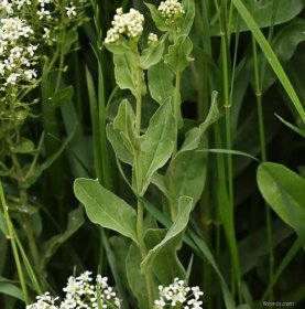 Vesnovka obecná (Lepidium draba)