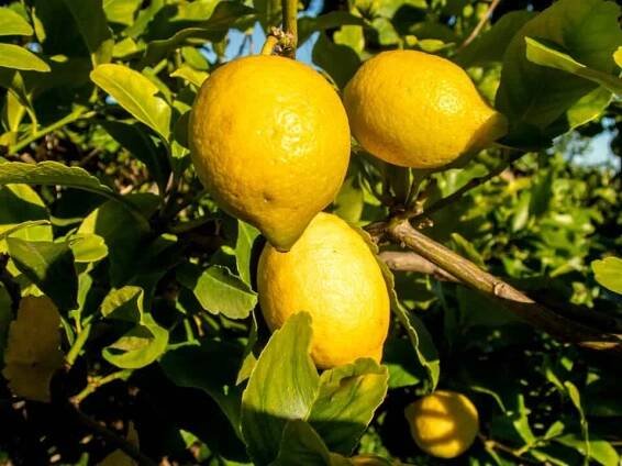 lemon tour amalfi ()