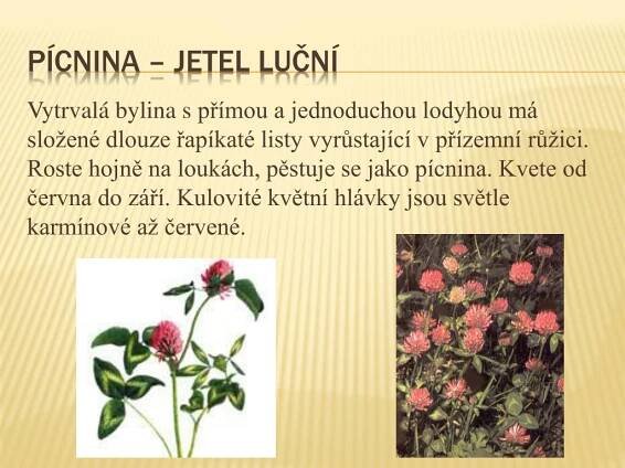 PPT - Luční traviny a rostliny PowerPoint Presentation, free download - ID:5270920