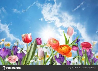 Stáhnout - Mnoho krásných jarních květin venku za slunečného dne — Stock obrázek