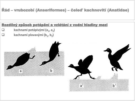 kachnami potápivými (a 1, a 2 ) kachnami