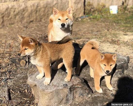 Shiba Inu, štěňata na prodej