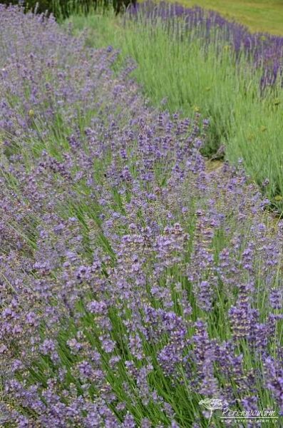 Lavandula angustifolia 'Munstead' | Perenniculum