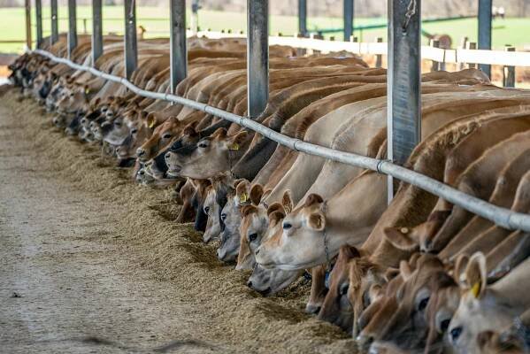 bezplatná Základová fotografie zdarma na téma bos taurus, chov zvířat, dobytčí farma Základová fotografie