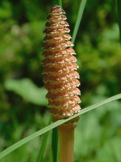 Přeslička rolní (Equisetum arvense)
