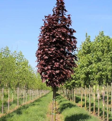 Javor mléč ́CRIMSON SENTRY ́ na kmienku 120 cm, kont. 7,5 l