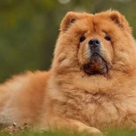 The Comprehensive Guide to Chow Chow Dogs: History, Care, and Training