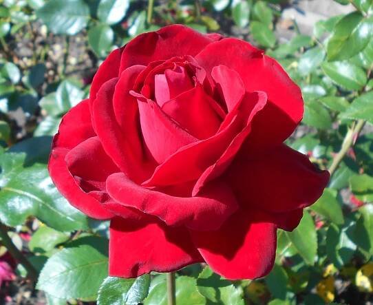 Hybrid tea rose