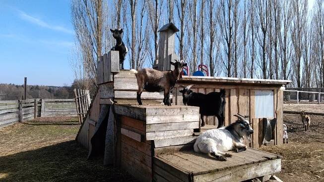 Kozí hrádek - minifarma - RANČ DALU
