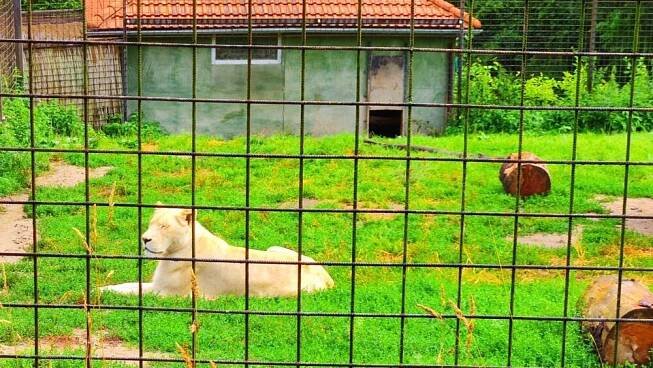 Zoologická zahrada Dvorec u Borovan – za bílými lvy