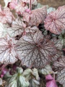 This is a 'Northern Exposure Silver' Heuchera. The burgundy foliage becomes heavily frosted with silver, forming a dense mound. This plant also features sprays of small pink flowers on red stems that rise above the foliage from spring through summer.