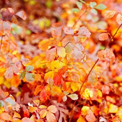 Gro-Low Sumac