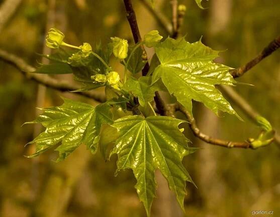 Forum / Obrázek : Javor mléč (Acer platanoides)