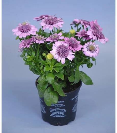 OBI Kapská kopretina různé cca 15-20 cm průměr cca 10,5 cm Osteospermum