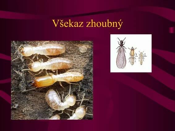 Všekaz zhoubný 
 