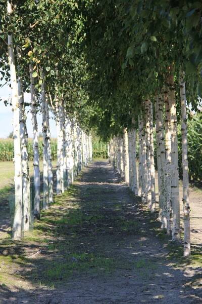 Betula utilis subsp. jacquemonti & Betula pendula product