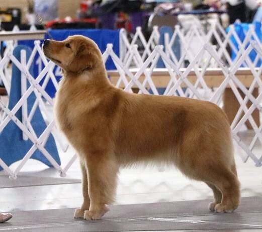 GCH Avalor Word of Honor BISS~Harper – Avalor Golden Retrievers