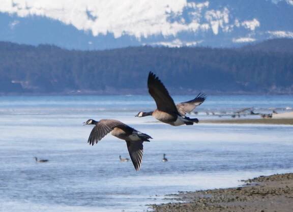 Canada Geese | Walking with Aki