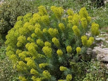 Pryšec statný (Euphorbia charachias)