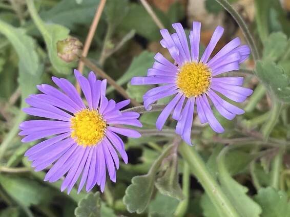 Brachyscome microcarpa