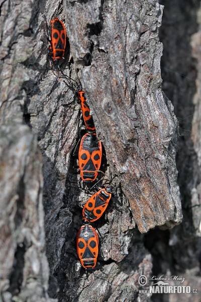 Ruměnice pospolná | Naturfoto.cz