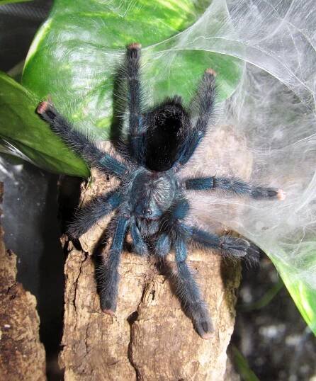 Soubor:Avicularia-geroldi-subadult.jpg