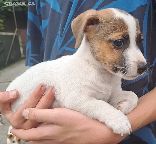 Jack Russell teriér - štěně - hnědý pejsek - Křtiny - Bazar