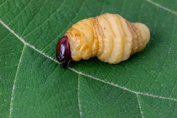 Červ čeleď Scarabaeidae na pozadí zelených listů — Stock obrázek
