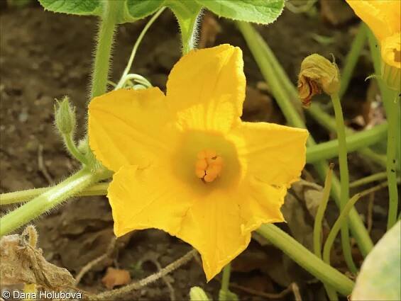 Cucurbita maxima – tykev obrovská, dýně obrovská