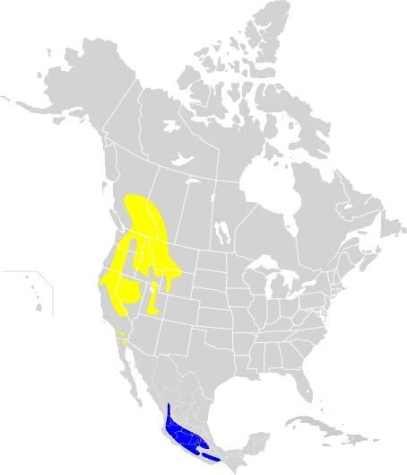 Soubor:Stellula calliope map.svg – Wikipedie