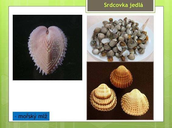 Měkkýši – Mlži – Materiály pro žáky ZŠ