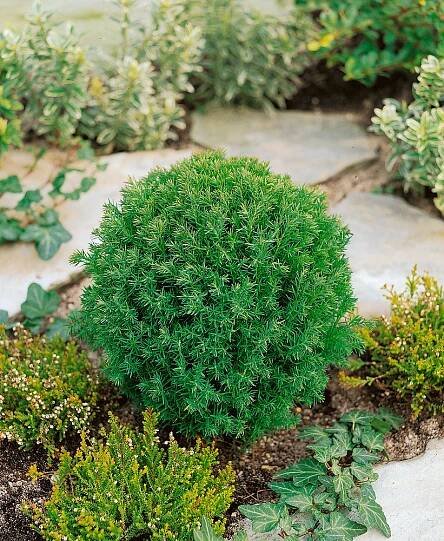 THUJA OCCIDENTALIS TEDDY