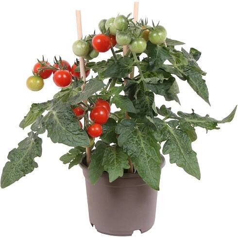OBI Cherry rajčata Pick & Joy pr. květináče 12 cm, výška 30-35 cm