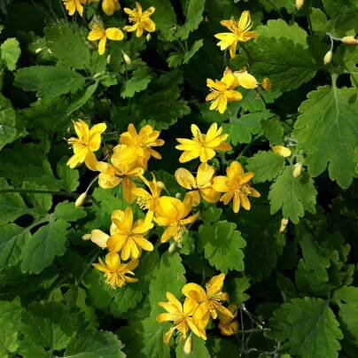 Vlaštovičník větší – Chelidonium majus – osivo vlaštovičníku