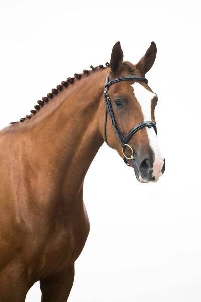 Rufus - The Youngsters Auction