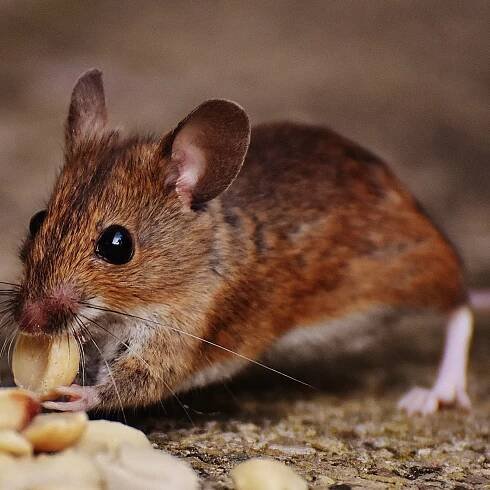 First Quality Pest Control | Residential 