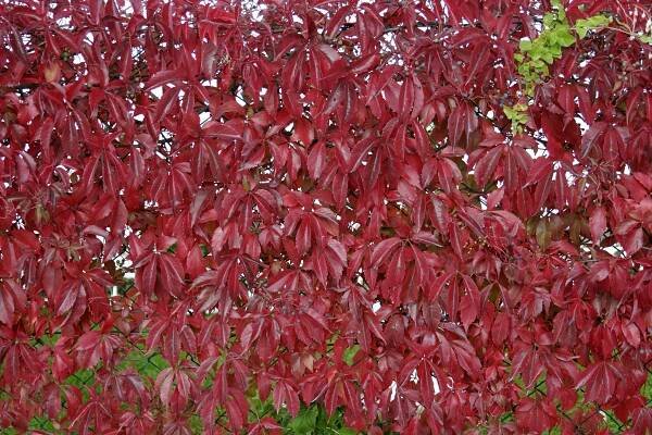 Parthenocissus quinquefolia Engelmanii (přísavník pětilistý)