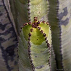 Pryšec kanárský (Euphorbia canariensis)