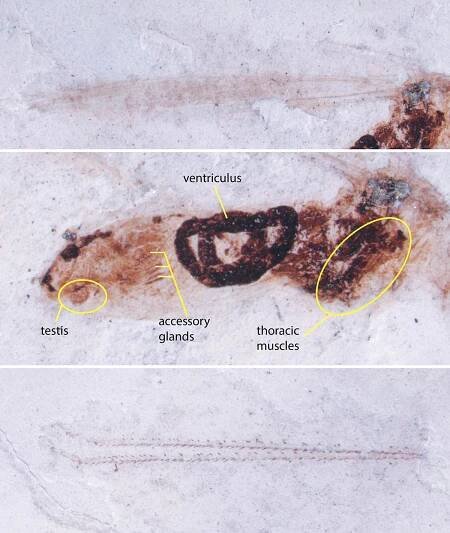 Three views of the fossil insect include impressions of its wings, top; internal structures, middle; and parts of the rear legs, bottom.